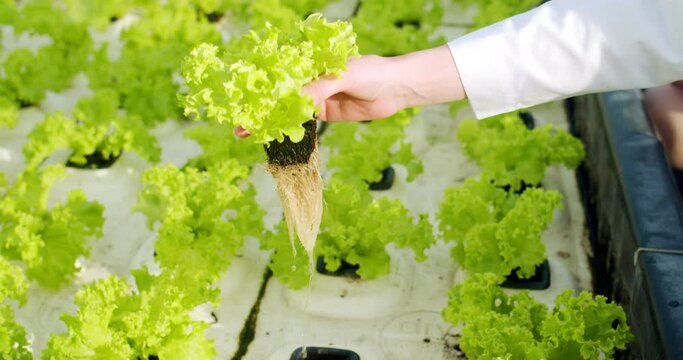 Close up of romaine lettuce growing at ecological industrial greenhouse. Group of farmers inspecting root system of young salad plants on hydroponic farm.