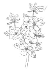 VECTOR DRAWING OF A BLACK BRANCH OF A FLOWERING APPLE TREE ON A WHITE BACKGROUND