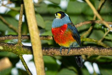 Toucan Barbet