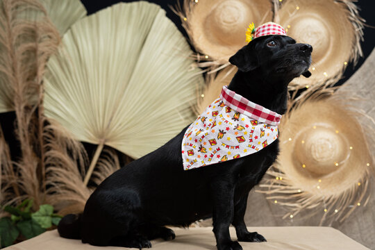 Cachorro preto com fantasia de festa junina