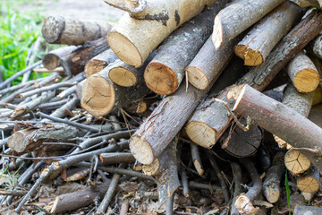Chopped dry branches, a bunch of brushwood