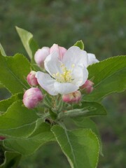 Obraz premium aroma, background, beautiful, beauty, bloom, blooming, blossom, blue, blueweed, botany, bouquet, bright, close, closeup, color, decoration, echium vulgare, flora, floral, flower, flowering plant, fres