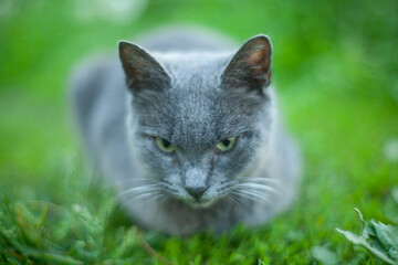 Beautiful gray cat sits on a green lawn, background of green grass