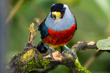 Toucan Barbet