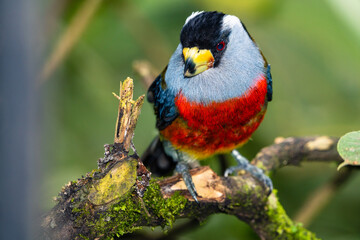 Toucan Barbet