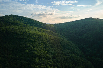 Naklejka premium Aerial view of green pine forest with dark spruce trees covering mountain hills. Nothern woodland scenery from above