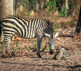 Plains Zebra mare with foal on graound
