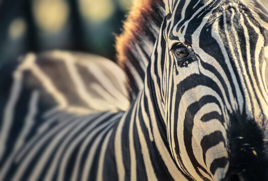 Plains Zebra close up

