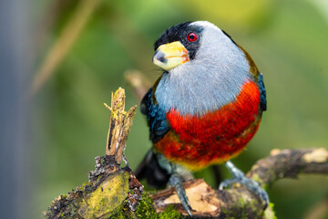 Toucan Barbet