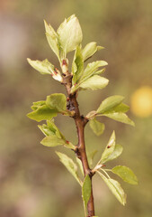 Pyrus bourgaeana wild pear flowers and spring leaves on a natural background of orange brown cloudy day with soft light