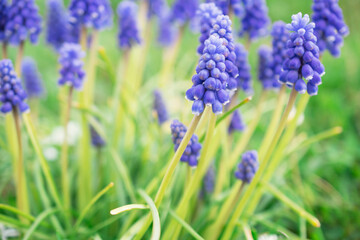 Blue Muscari flowers close up. A group of Grape hyacinth blooming in the spring, closeup with selective focus