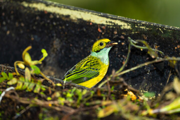 Silver-throated Tanager