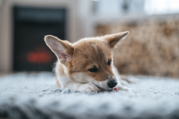 A cute little puppy on the floor