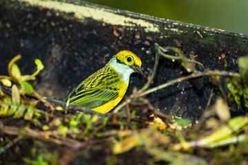 Silver-throated Tanager