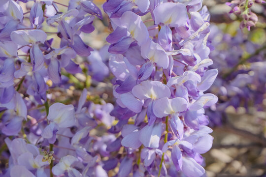 purple glicinia closeup flowers in the garden, natural closeup background
