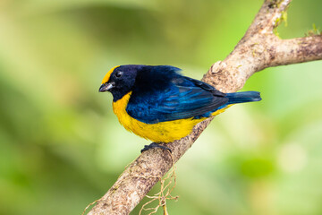 Orange Bellied Euphonia