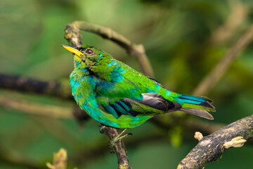 Green Honeycreeper Tanager