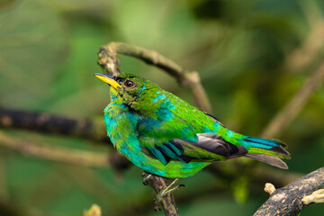 Green Honeycreeper Tanager