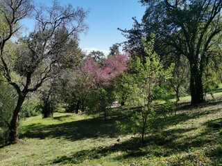 Fototapeta premium Orto botanico di Roma - Lazio Italia - Dinosauri piante e fiori - animali e spettacolo della natura