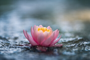 pink water lily or lotus flower with yellow heart on water - obrazy, fototapety, plakaty