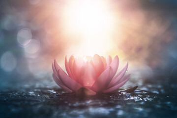 roze lotusbloem in water met zonneschijn