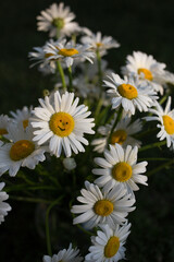 concept of being positive. beauty in simplicity. choice to be smiling and happy. Floral fantasies. Good mood. Friendly attitude. Happy birthday, mother's day. Idea