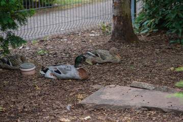 a beautiful bird walks outdoors in a park or yard in summer