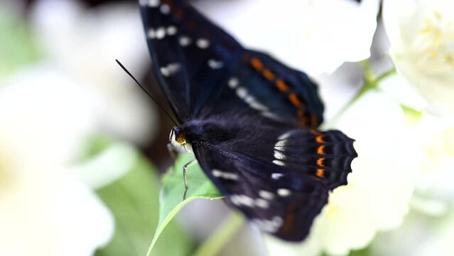 uno splendido esemplare di limenithis populi, una bellissima farfalla gran silvano appena nata, mentre si nutre di alcuni fiori bianchi