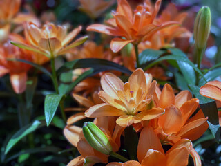 Fototapeta premium orange lily flower