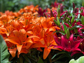 orange and burgundy lilies in the garden