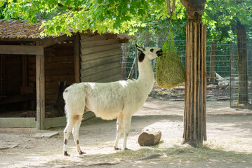 beautiful llama walks in the park near the feeder in summer
