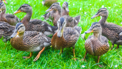 Male female mallard ducks on green grass natural background Germany.