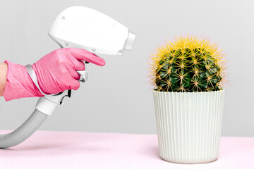 A cactus in a light green pot with yellow needles stands on a pink table, a laser hair removal...