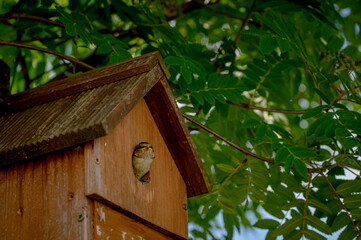 Blue tit nestling bird, cyanistes caeruleus, looking out from bird box about to fledge