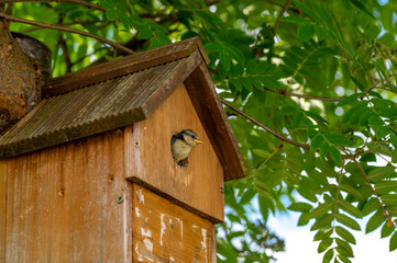 Blue tit nestling bird, cyanistes caeruleus, looking out from bird box about to fledge