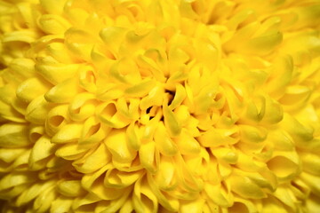 close up of chrysanthemum flower