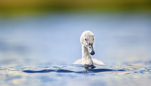 Young swans watch their mother as they hunt for food.