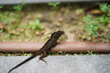 closed up Anolis sagrei