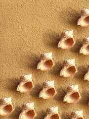 Fototapeta na wymiar Pattern of sea shells on the sand with copy space. Background from rapana shells. Summer backdrop. Clam house.