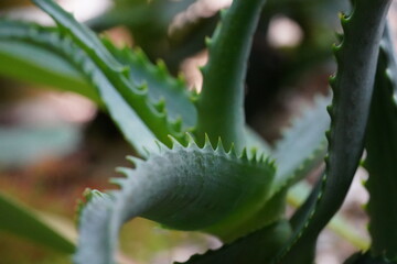 Fototapeta na wymiar close up of aloe vera plant