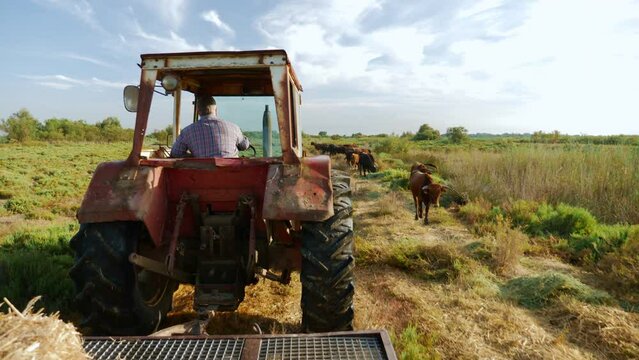 Cinematic shot of male farmer driving tractor in a field with cows