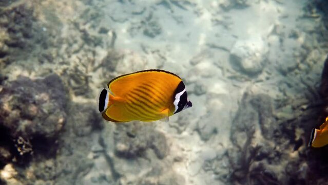 Underwater video of pair yellow blackcap butterflyfish fishes swimming among tropical coral reefs. Snorkeling in Gulf of Thailand, Koh Tao island. Snorkeling activity, dive concept. Wildlife aquatic