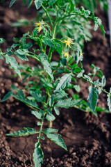 Young tomatoes in the garden. Tomato bushes are blooming. Growing vegetables in rural areas. Care and treatment of plants. Future harvest.