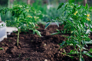 Young tomatoes in the garden. Tomato bushes are blooming. Growing vegetables in rural areas. Care and treatment of plants. Future harvest.