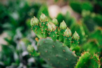Background of a green flat cactus. Prickly leaves. The texture of an exotic plant.