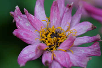 Gerbera jamesonii|Barberton daisy