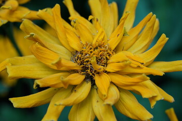 Gerbera jamesonii|Barberton daisy