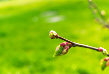 Spring Branch, Young Tree Leaves