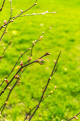 Spring Branch, Young Tree Leaves