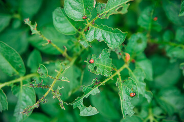 Colorado potato beetle - Leptinotarsa decemlineata on potato bushes. Pest of plants and agriculture. Treatment with pesticides. Insects are pests that damage plants.
